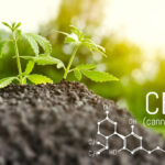 Sapling of marijuana grows from soil. Cannabis close up. Copy space